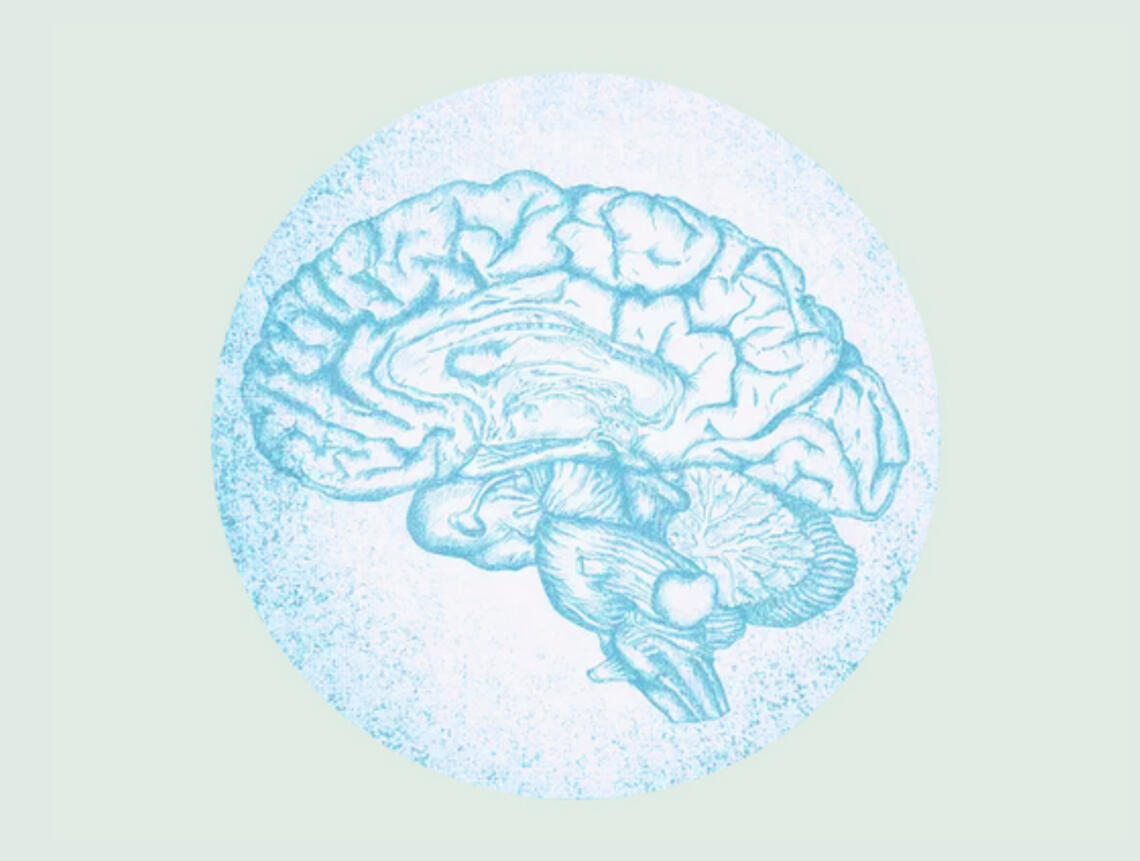 Image d'un cerveau en activité et repos, illustrant activité et repos en tant qu'expression du système musculaire