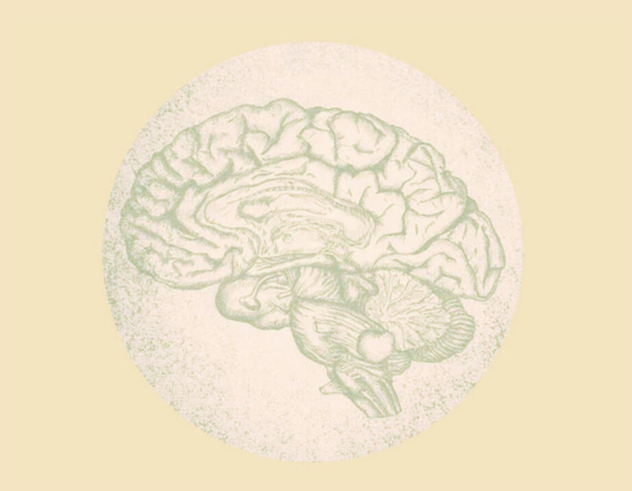 Image d'un cerveau illustrant les effets des émotions en tant qu'expression du système musculaire