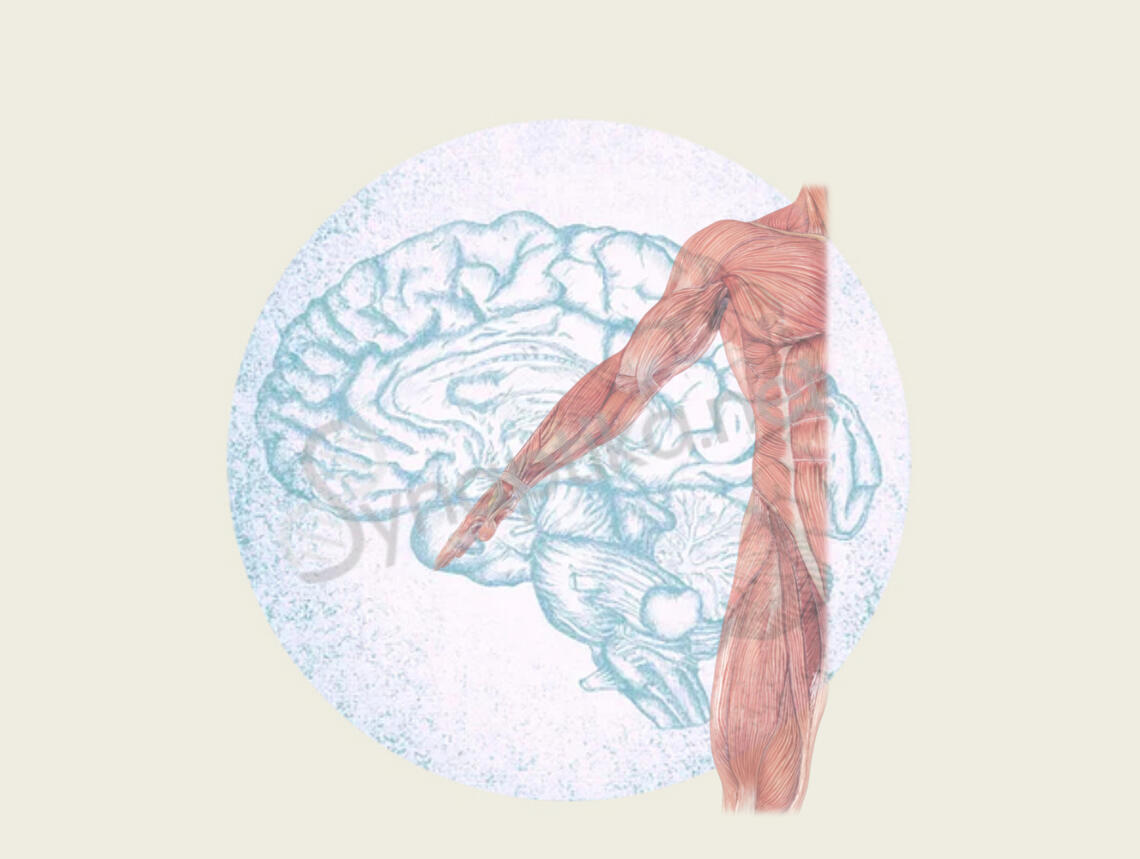 Illustration du cerveau et de l'anatomie des muscles humains