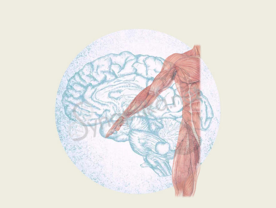 Illustration du cerveau et de l'anatomie des muscles humains, mettant en évidence le langage musculaire et son lien avec le facteur nourricier