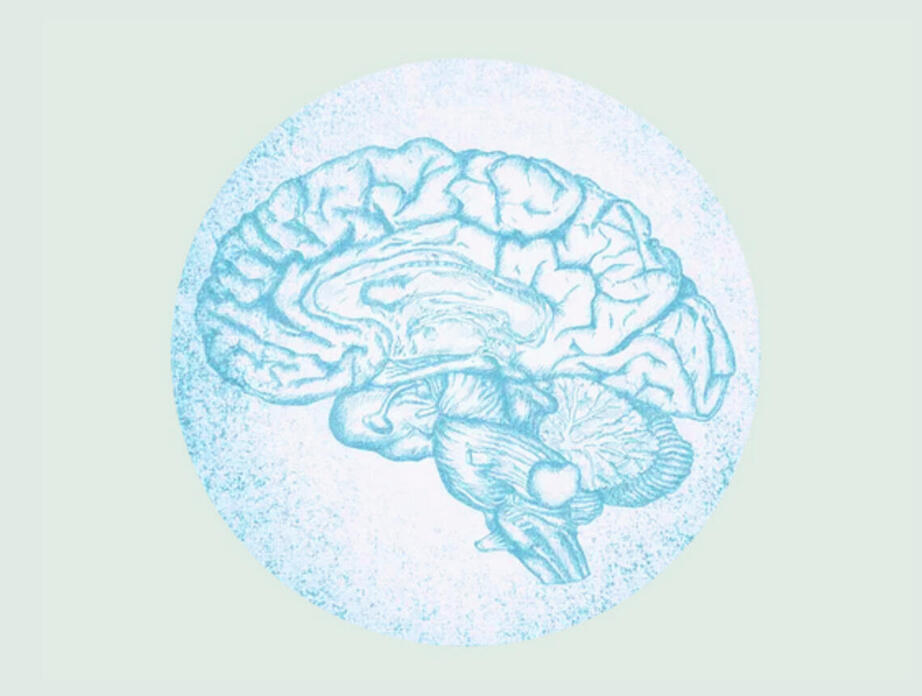 Image d'un cerveau, illustrant activité et repos en tant qu'expression du système musculaire