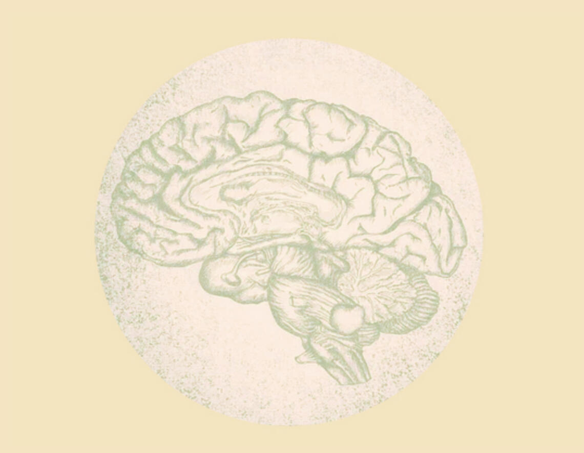 Image d'un cerveau illustrant les effets des émotions en tant qu'expression du système musculaire
