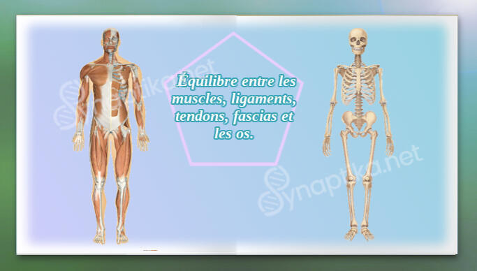 Image illustrant l'équilibre entre les muscles, les ligaments, les tendons, les fascias et les os du corps humain. Ces structures interagissent pour soutenir et maintenir les fonctions musculaires, cardiaques, digestives et glandulaires