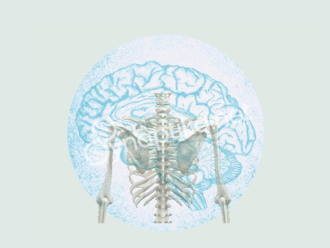 Image illustrant l'équilibre musculaire impliquant les os du corps humain