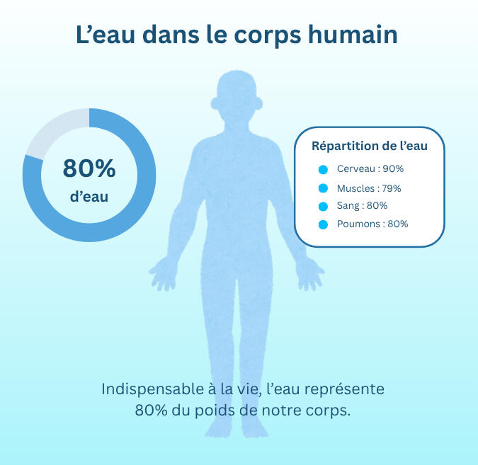 Infographie illustrant la proportion d'eau dans le corps humain. Une silhouette humaine bleue claire avec un cercle indiquant que l'eau représente 80% du poids corporel. Un encadré détaille la répartition de l'eau dans différents organes: cerveau 90%, musc