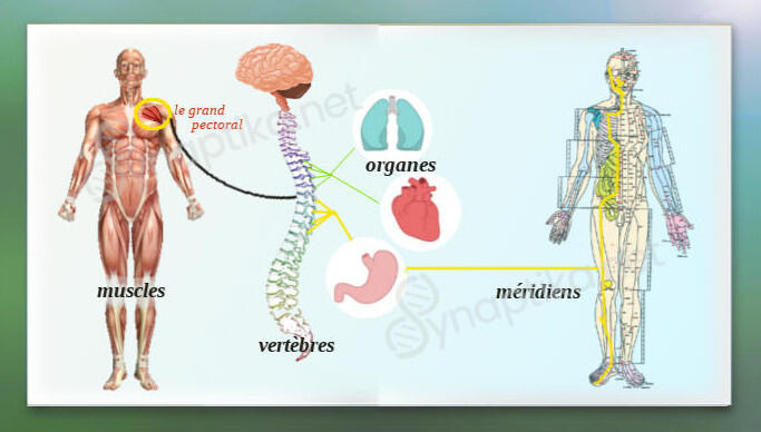 Image illustrant l'interaction entre les muscles, les vertèbres, les organes et les méridiens, et leur influence sur les fonctions cardiaques, digestives et glandulaires