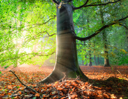 Arbre enraciné, invitation de la forêt