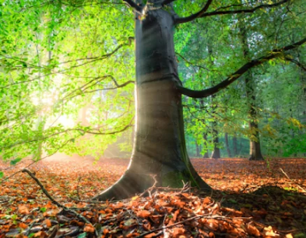 Arbre enraciné, invitation de la forêt