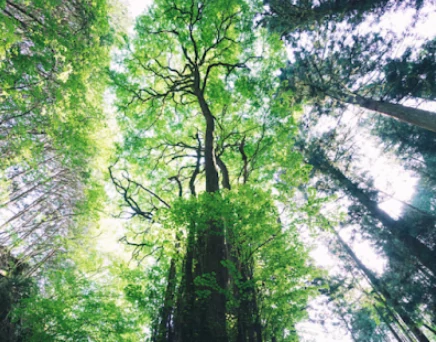 Vue d'en bas sur un arbre, respirez au rythme des arbres